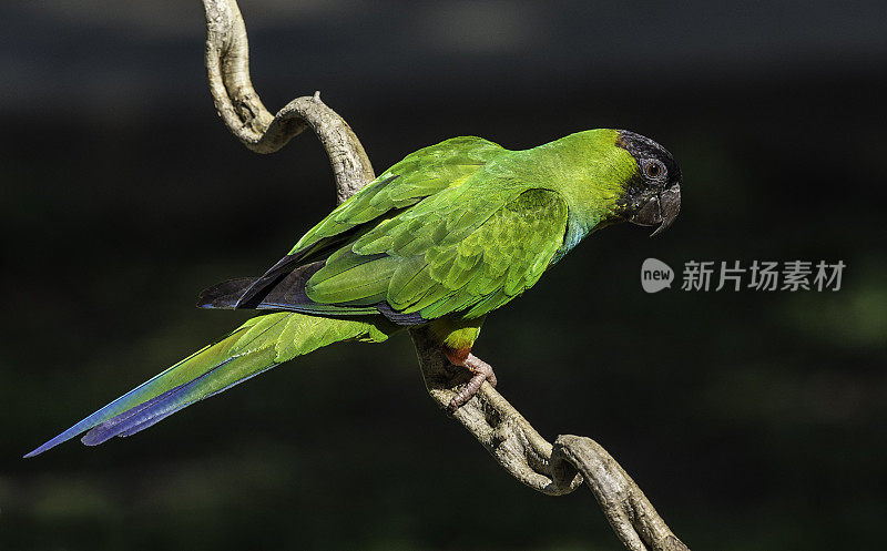 nanday长尾小鹦鹉(Aratinga nenday)也被称为黑帽长尾小鹦鹉或nanday conure，是一种中-小型的绿色新热带鹦鹉，发现于巴西的潘塔纳尔